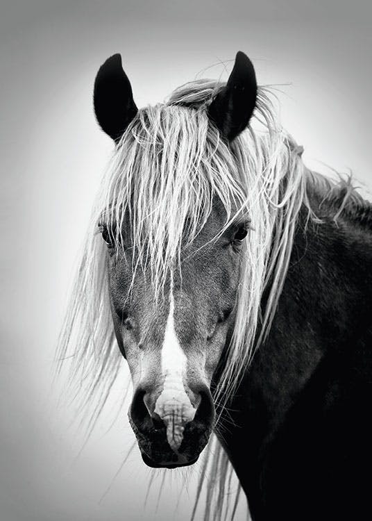 Svartvita prints med fotografier och fotokonst. Hästtavla.