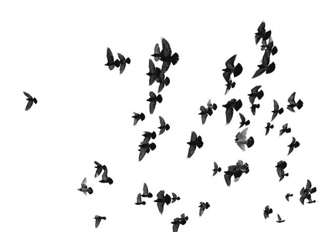 Flying Birds, Poster 0