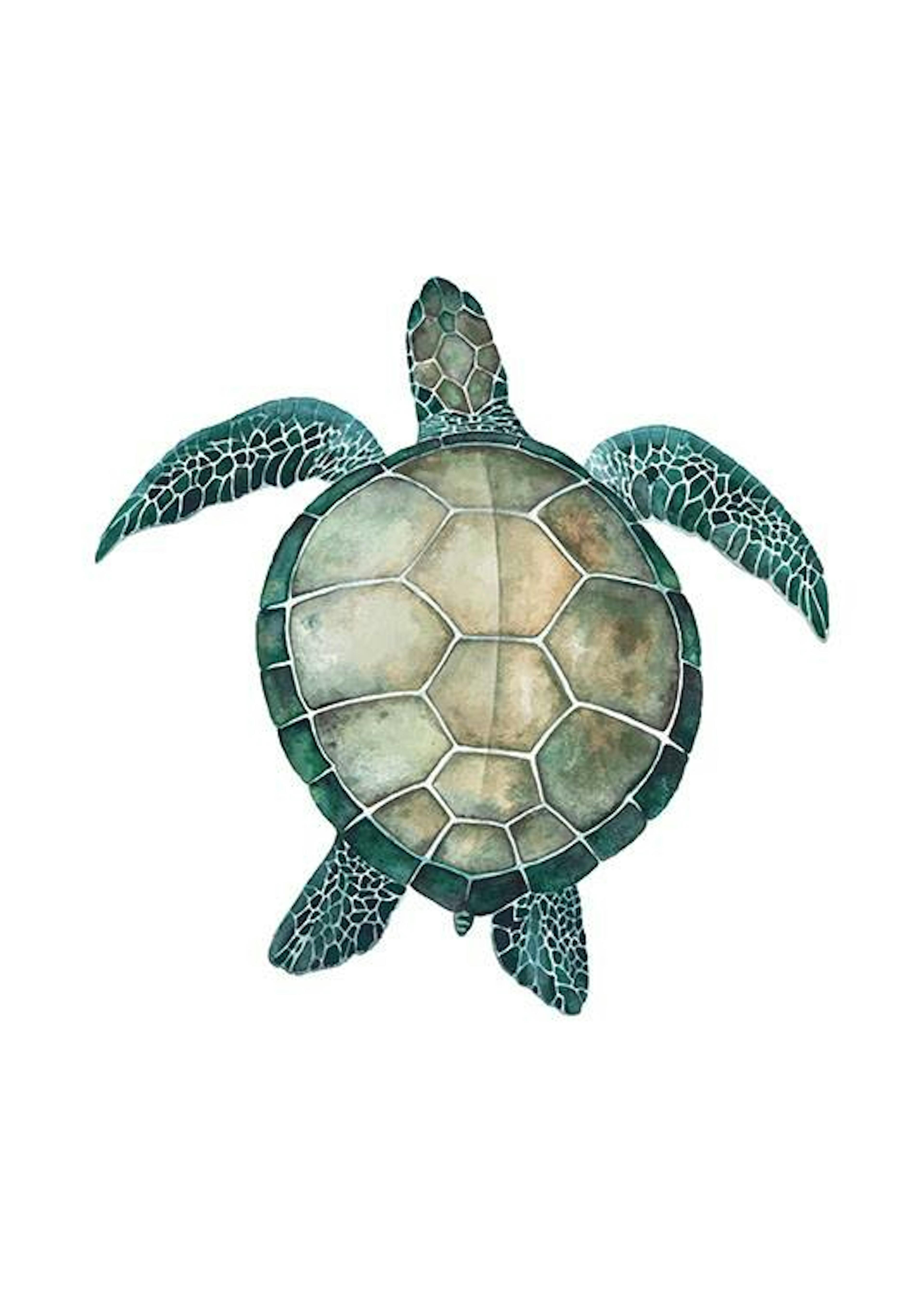 Sea Turtle, Poster