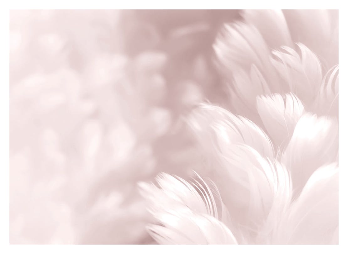 Fluffy Pink Feathers Poster (50x70 cm)
