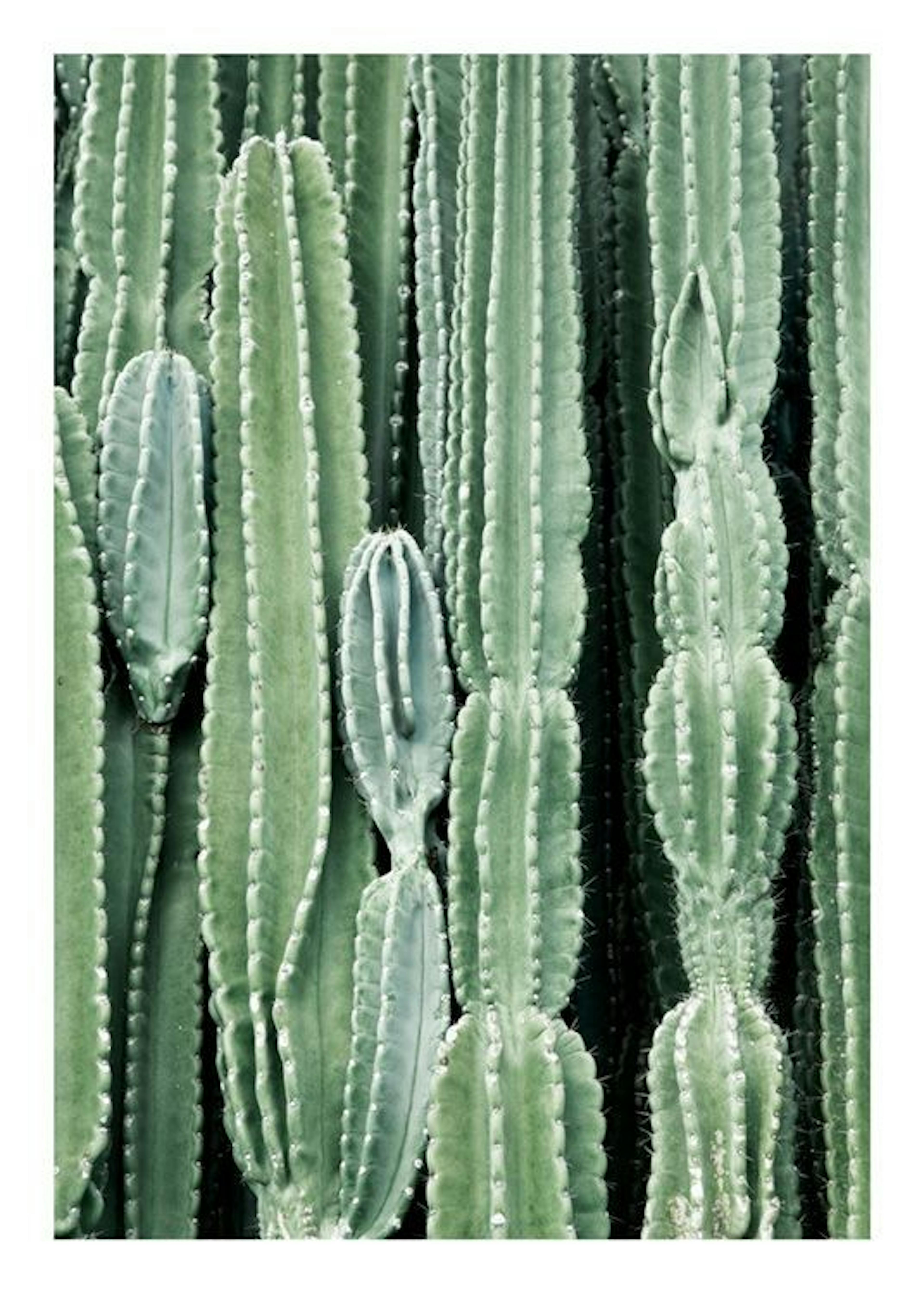 Cactus, Plakater 0