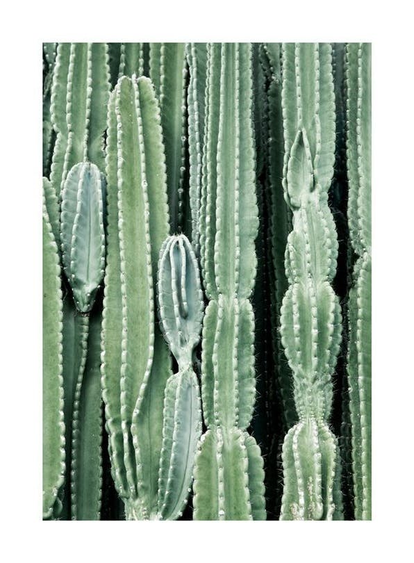 Cactus, Posters (70x100 cm)