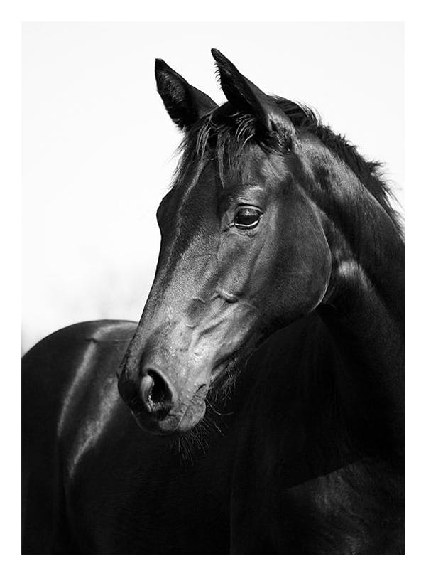 Black Stallion, Posters (50x70 cm)