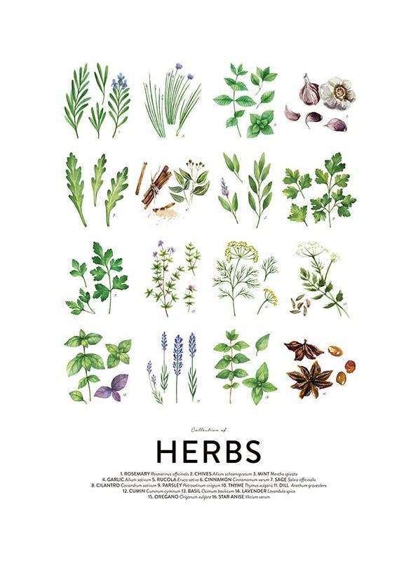 Culinary Herbs Poster (30x40 cm)- Poster con ricette di cucina