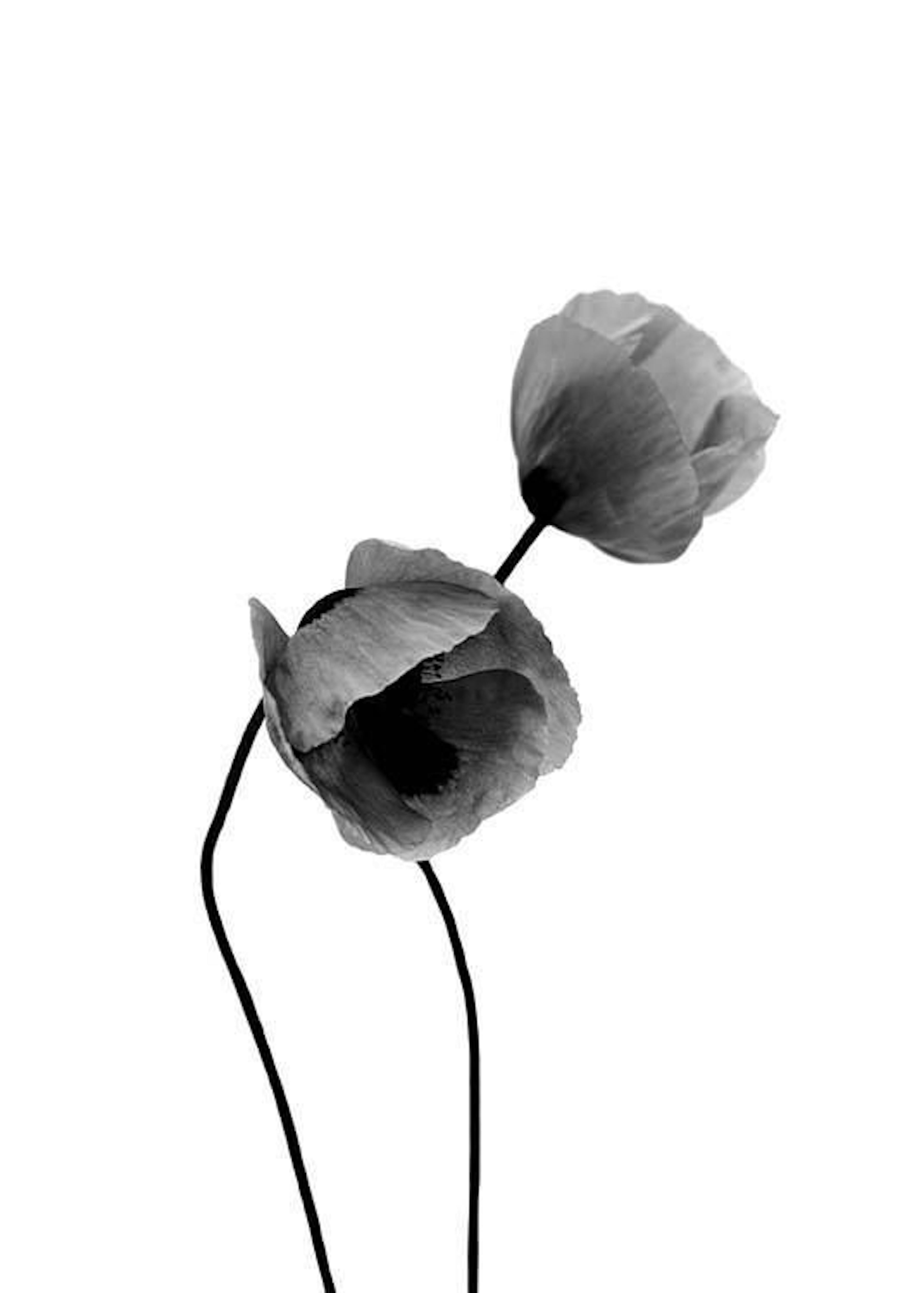 Grey Poppy Flowers, Print 0