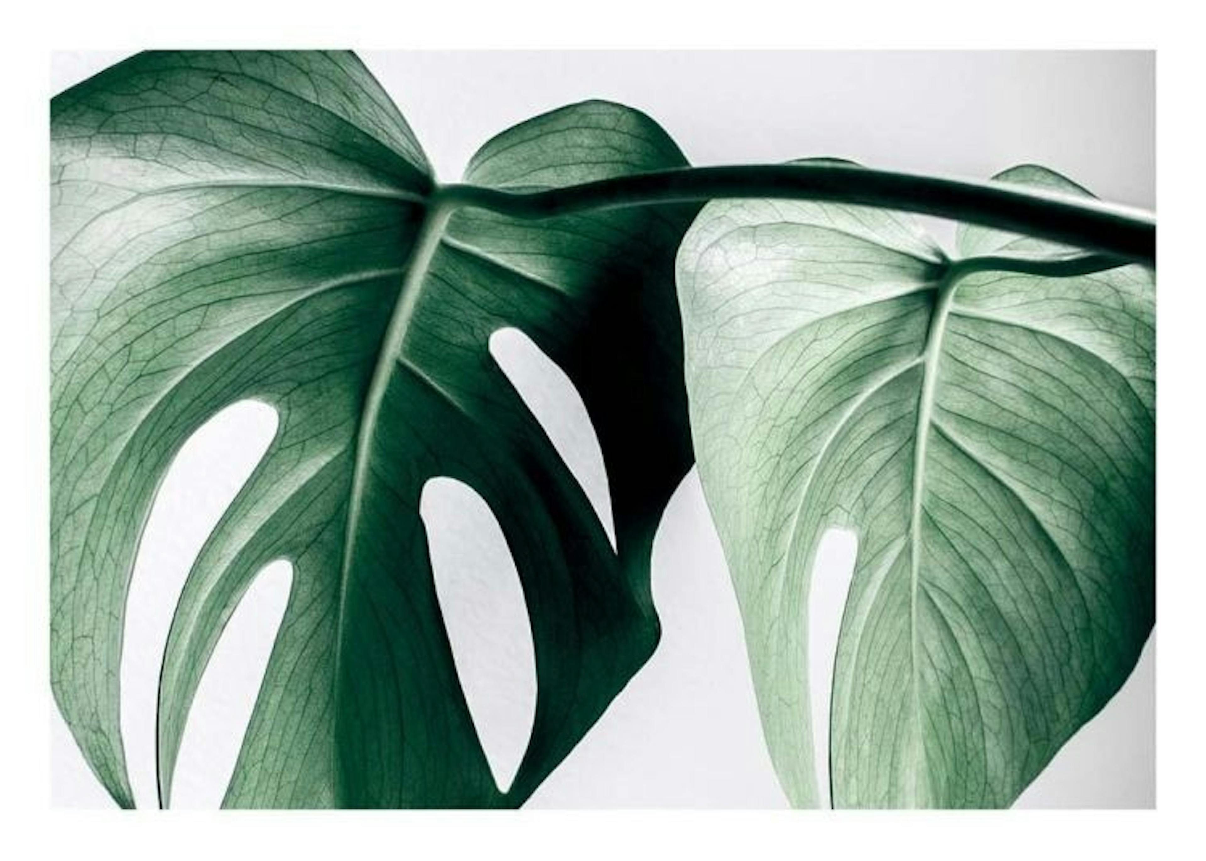 Monstera Two Print