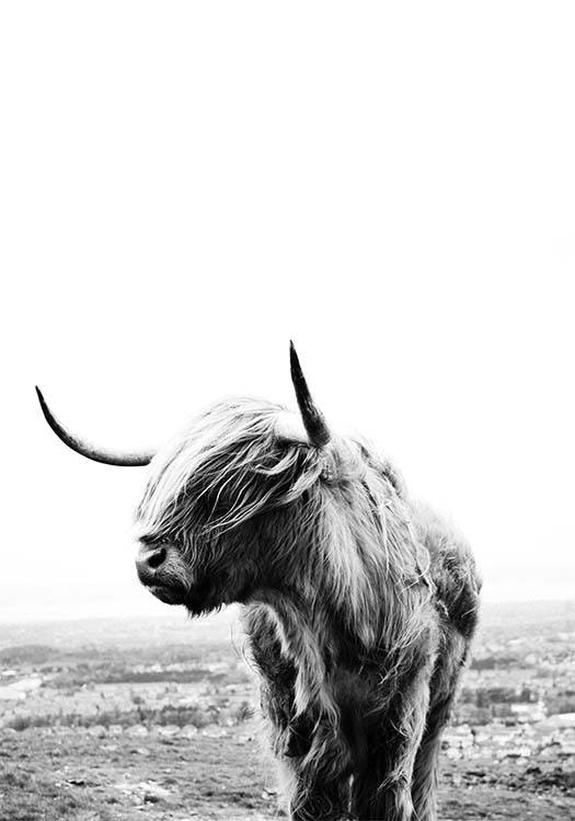 Highland Cow Affiche 0