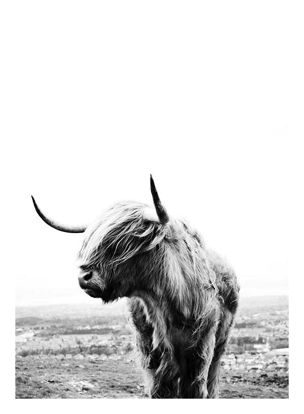 Highland Cow Poster (70x100 cm)