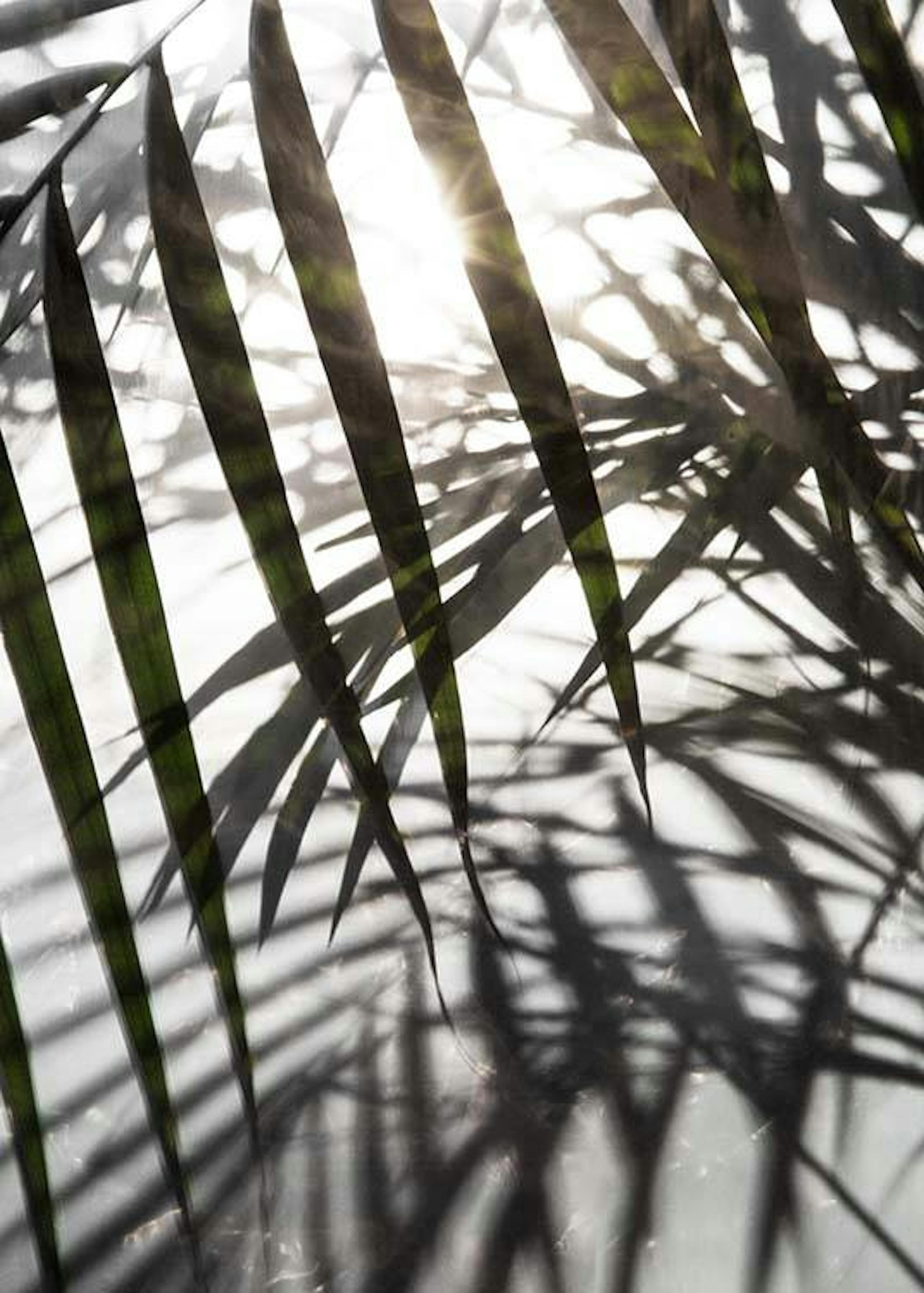 Palm Leaves Sunlight Print 0