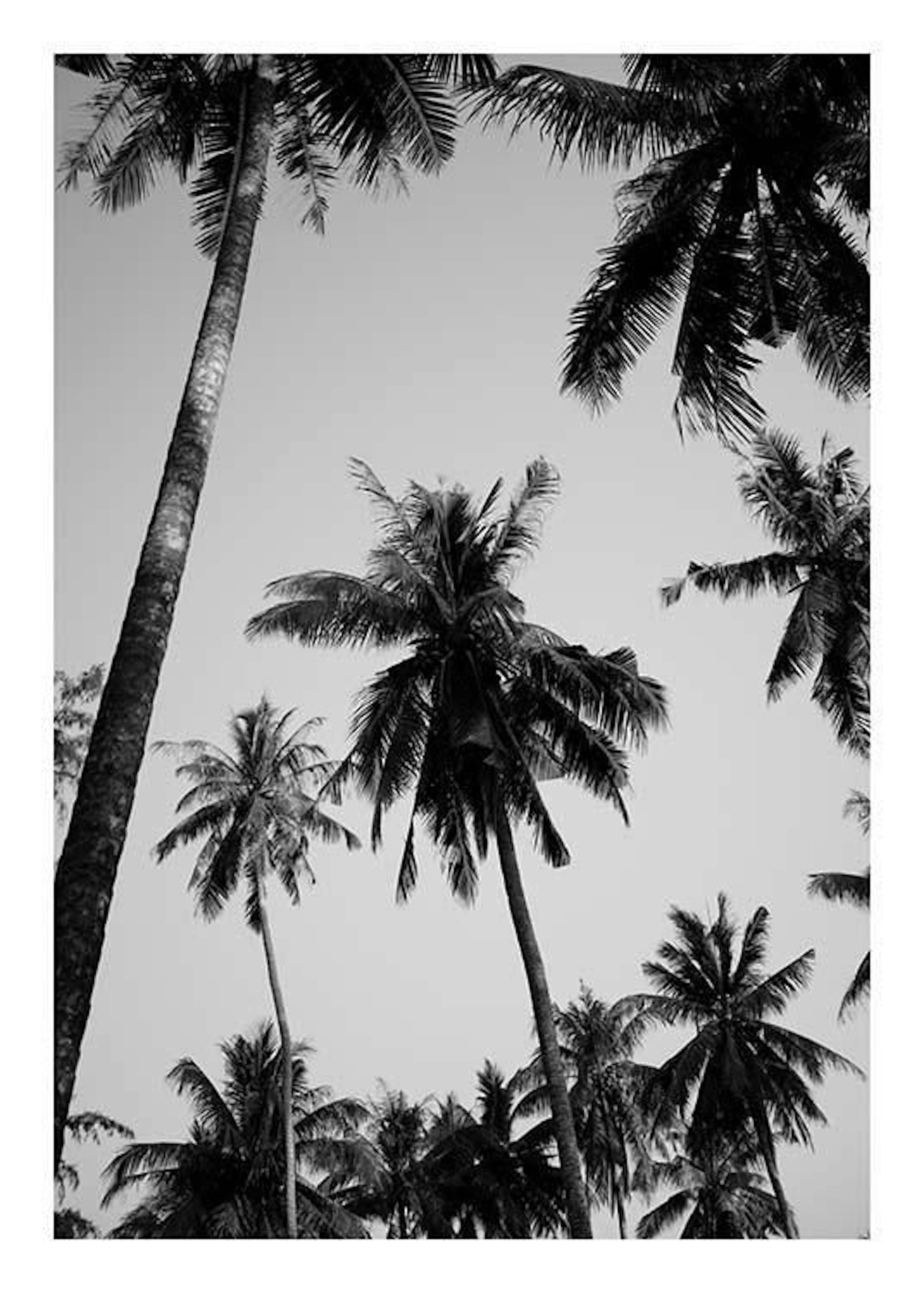 Palms Above Print 0