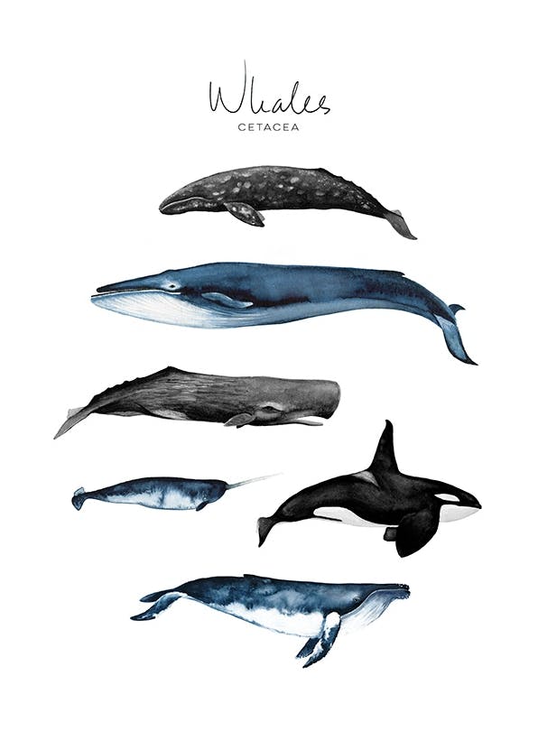 Whales Poster (30x40 cm)