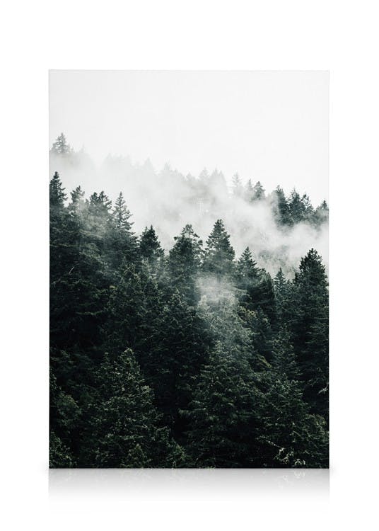 Canvas Prints Pine Tree In The Fog Canvas print (50x70 cm - Black Frame)