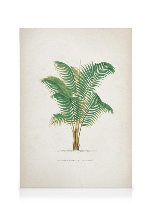 Canvas Schilderijen Vintage Print Collection No4 Canvas (30x40 cm - Fotolijst Zwart)