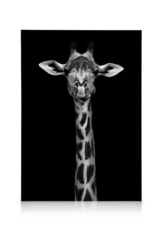 Canvas Schilderijen Giraffe on Black Canvas (50x70 cm - Fotolijst Zwart)