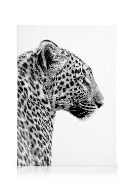 Leopard Profile Stampa su Tela (30x40 cm - Cornice in rovere)- Foto d'arte