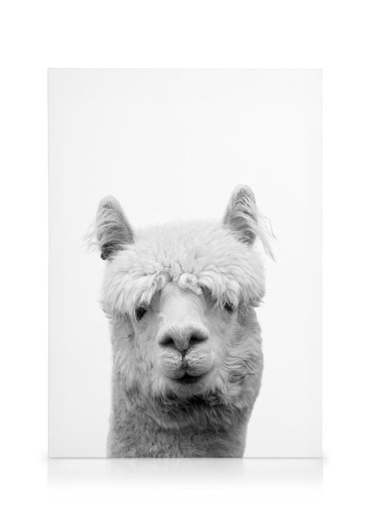 Canvastavlor Lama B&W Canvastavla (50x70 cm - Svart ram)