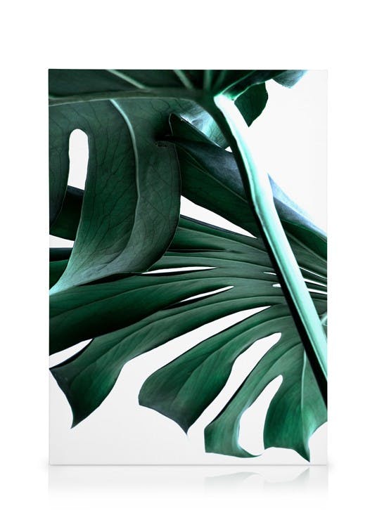 Big Monstera No.2 Tableau sur toile (50x70 cm) - Plantes vertes