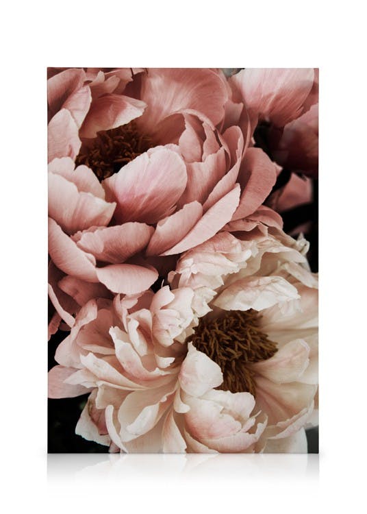 Coral Sunset Peony Obraz na plátne (30x40 cm - Čierny rám)
