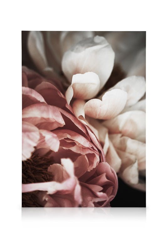Canvas Prints Pink and White Peony Canvas print (30x40 cm - Oak Frame)