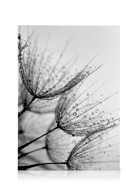 Canvastavlor Dandelion Drops Canvastavla (30x40 cm - Ekram)