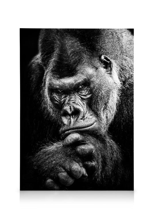 Canvas Prints Gorilla Canvas print (50x70 cm - Oak Frame)