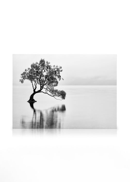 Canvastavlor Lonely Wanaka Tree Canvastavla (50x70 cm - Ekram)