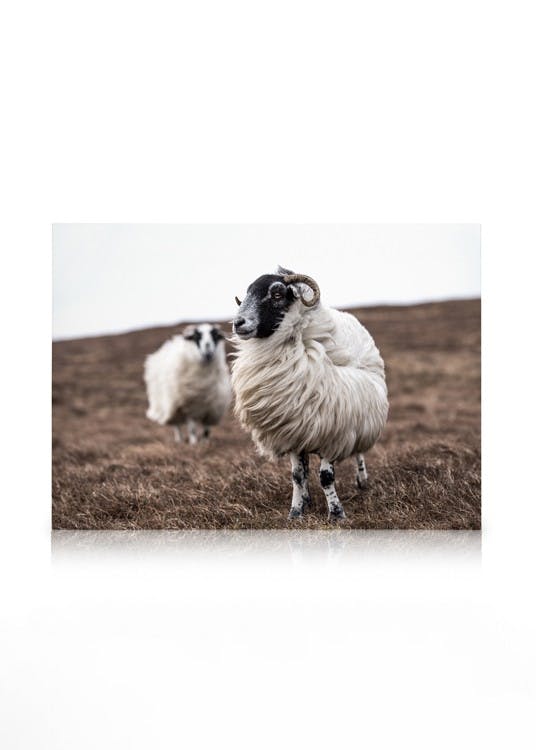 Canvas Prints Sheep Canvas print (30x40 cm - Black Frame)