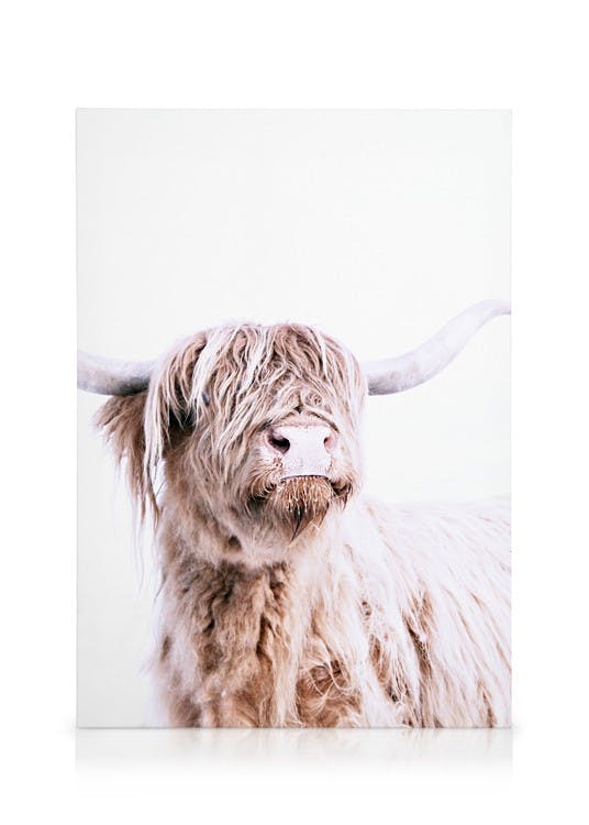 Highland Cattle Portrait Stampa su Tela (30x40 cm)- Animali selvaggi