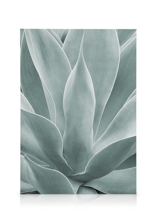 Canvas Prints Agave Leaves No1 Canvas print (30x40 cm - Black Frame)