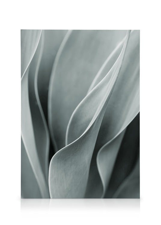 Canvas Prints Agave Leaves No3 Canvas print (30x40 cm - Oak Frame)