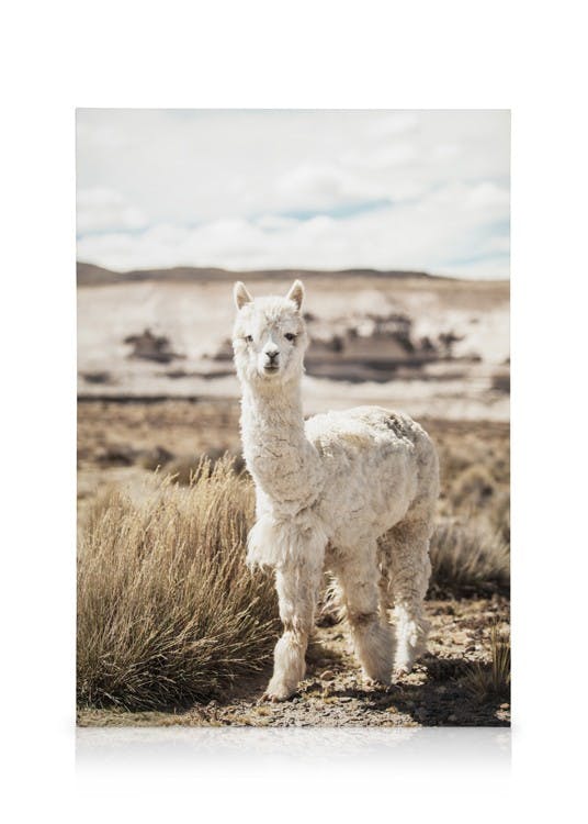 Canvas Prints Curious Alpaca Canvas print (30x40 cm - Oak Frame)