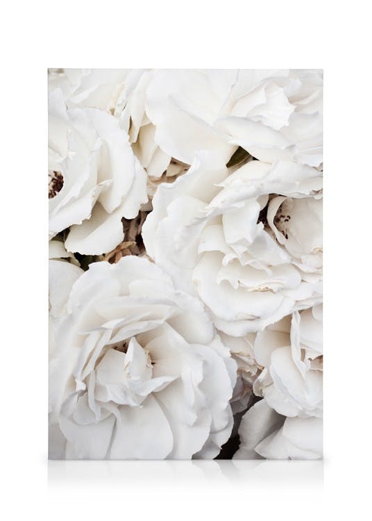 White Roses Stampa su Tela (30x40 cm - Cornice in nero)-Stampe su tela