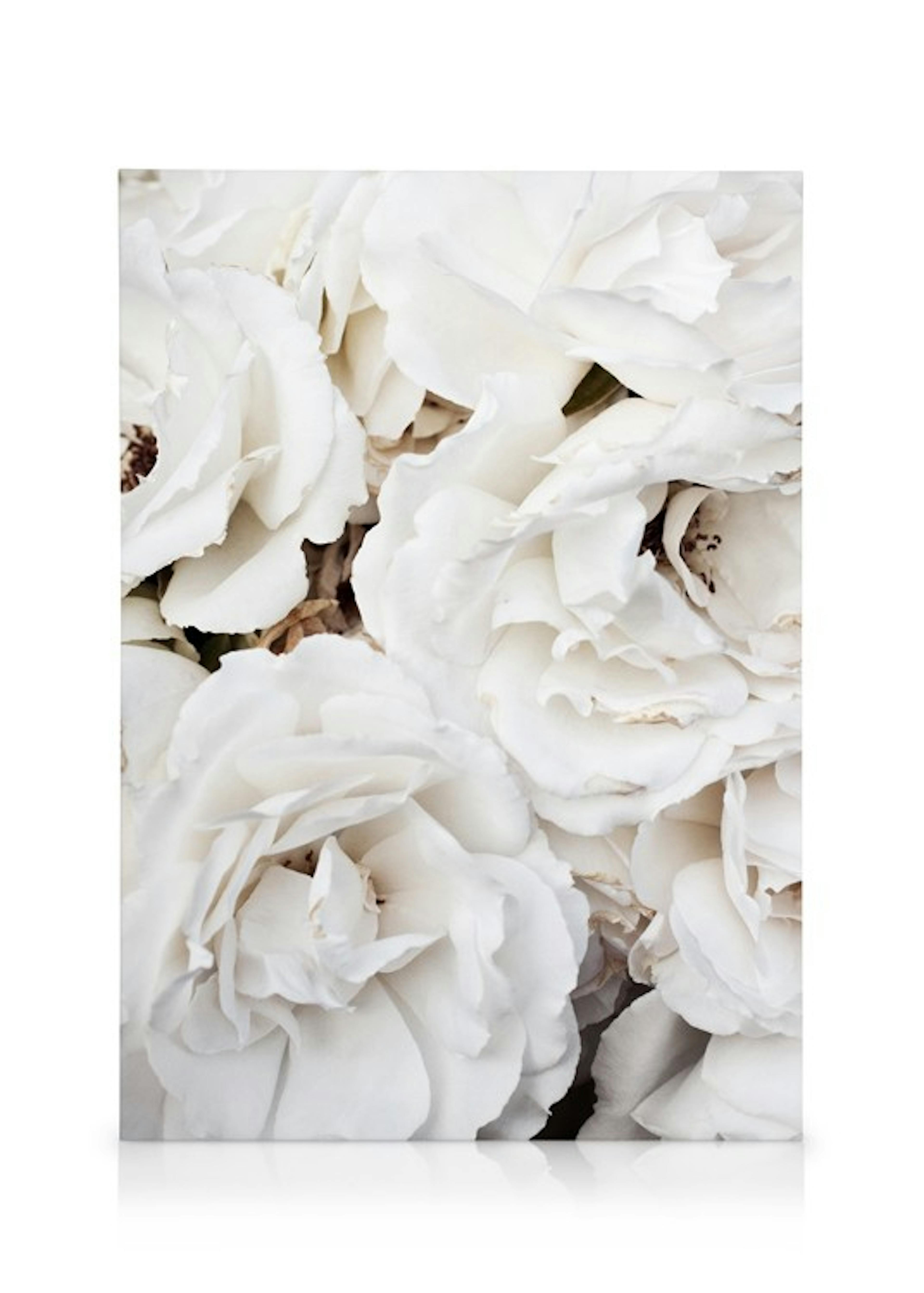 White Roses Lienzo 0
