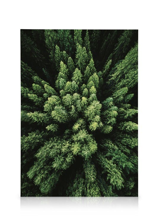 Obrazy na płótnie Aerial Forest Obraz na płótnie (50x70 cm)