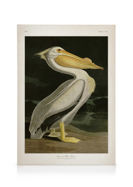 American White Pelican Stampa su Tela (50x70 cm - Cornice in rovere)- Motivi vintage