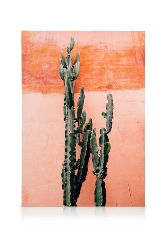 Obrazy na płótnie Orange Cactus Wall Obraz na płótnie (50x70 cm - Czarna ramka)