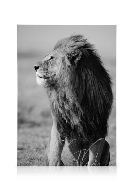 Canvas Prints Lion in the Wild Canvas print (30x40 cm - Oak Frame)