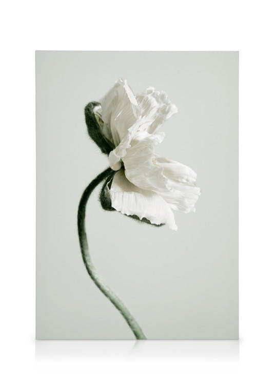 Canvastavlor White Poppy Flower Canvastavla (30x40 cm - Ekram)