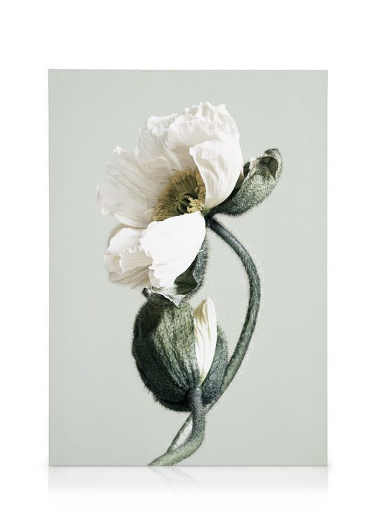 Canvastavlor Blooming White Poppies Canvastavla (50x70 cm - Svart ram)