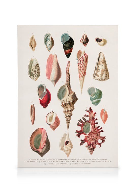Vintage Seashells No1 Stampa su Tela (50x70 cm)- Motivi vintage