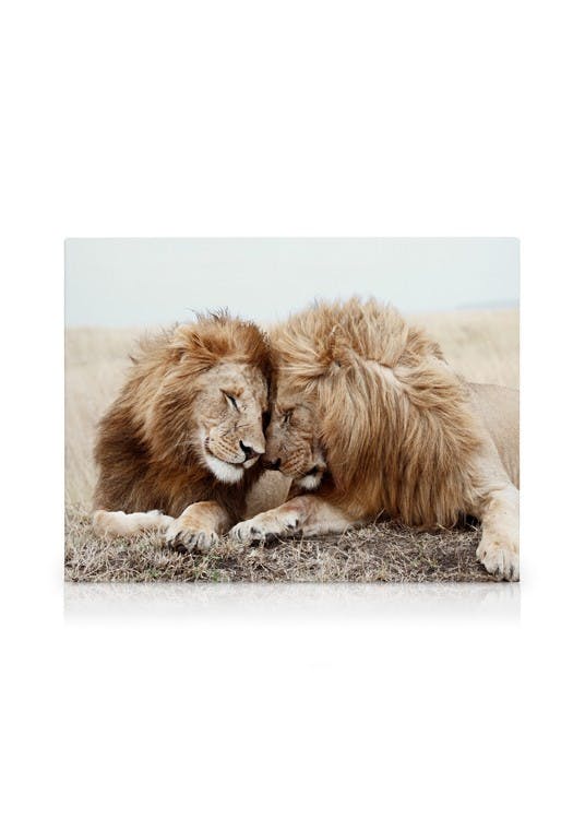 Lion Brothers Stampa su Tela (30x40 cm)-Stampe su tela