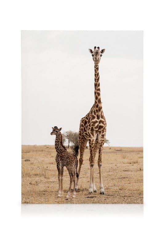 Canvas Prints Mother and Baby Giraffe Canvas print (50x70 cm)