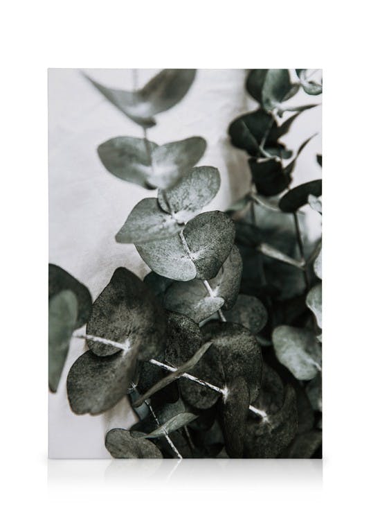 Obrazy na płótnie Eucalyptus Bouquet No1 Obraz na płótnie (30x40 cm)