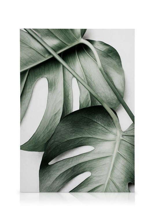 Canvastavlor Monstera Pair Canvastavla (30x40 cm - Ekram)