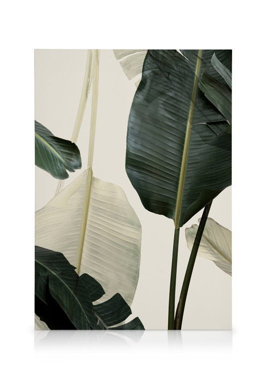 Banana Leaf Shades No1 Toile (50x70 cm - Cadre noir) - Plantes vertes