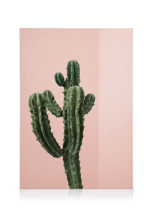 Cactus Corner Tableau sur toile (50x70 cm - Cadre noir) - Plantes vertes