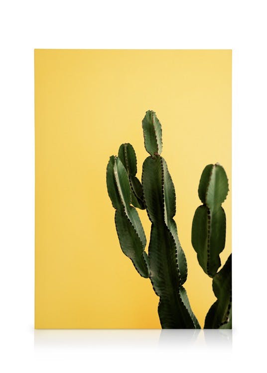 Yellow Cactus Obraz na plátne (30x40 cm - Dubový rám)