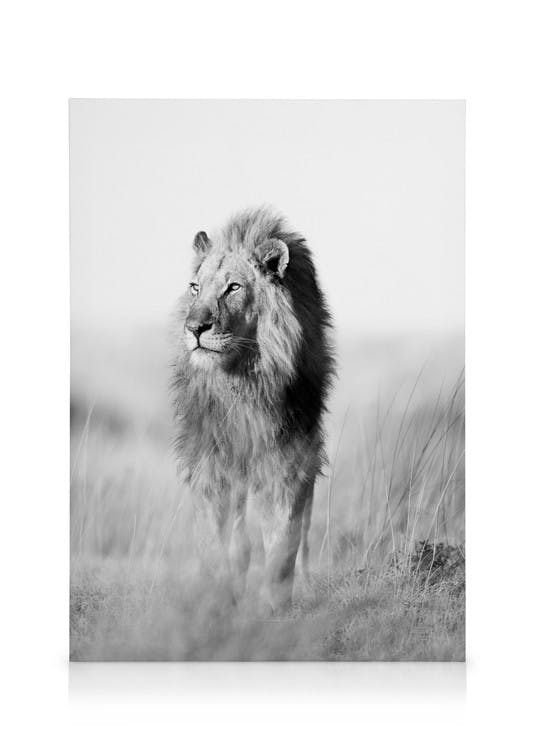 Canvas Prints The King of the Jungle Canvas print (50x70 cm)
