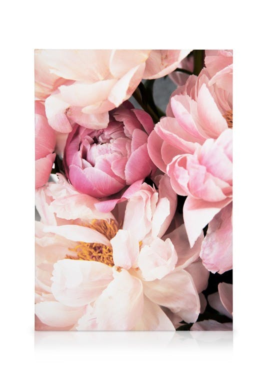 Canvas Prints Pink Peonies No2 Canvas print (50x70 cm)