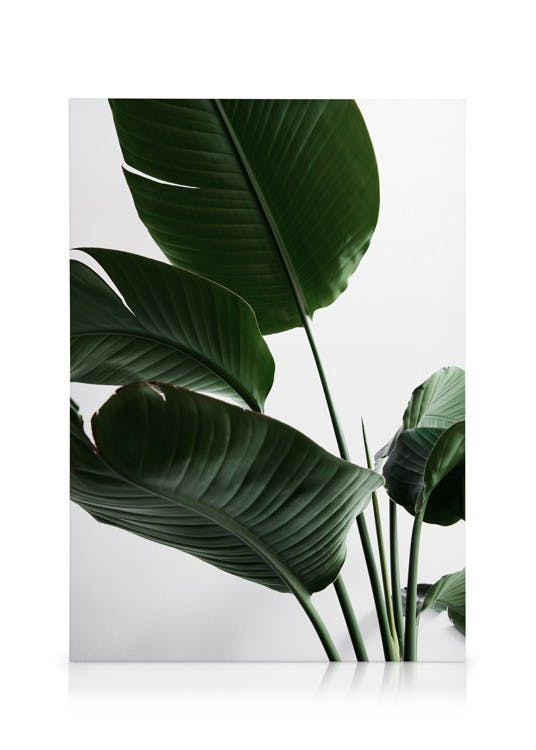 Canvas Prints Strelitzia One Canvas print (70x100 cm - Black Frame)
